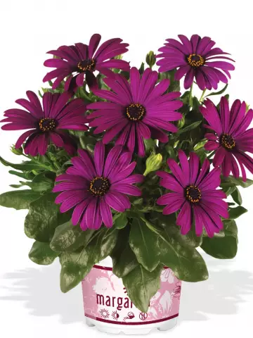 Остеоспермум Margarita Cool Purple (100 шт.)