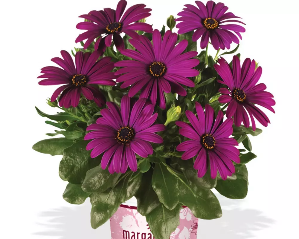 Остеоспермум Margarita Cool Purple (100 шт.)