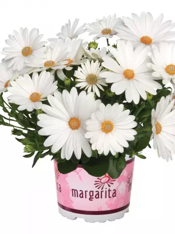 Остеоспермум Margarita Cream (100 шт.)