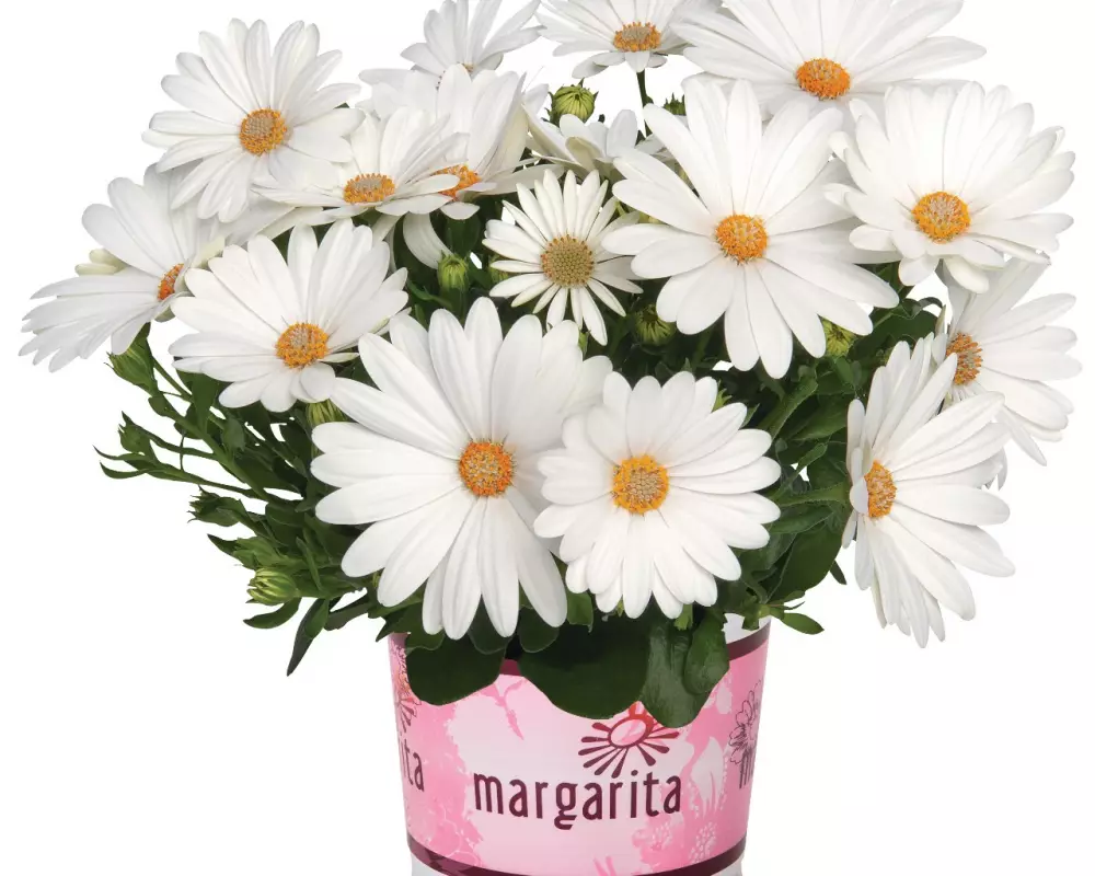 Остеоспермум Margarita Cream (100 шт.)