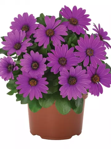 Остеоспермум Margarita Dark Lilac (100 шт.)