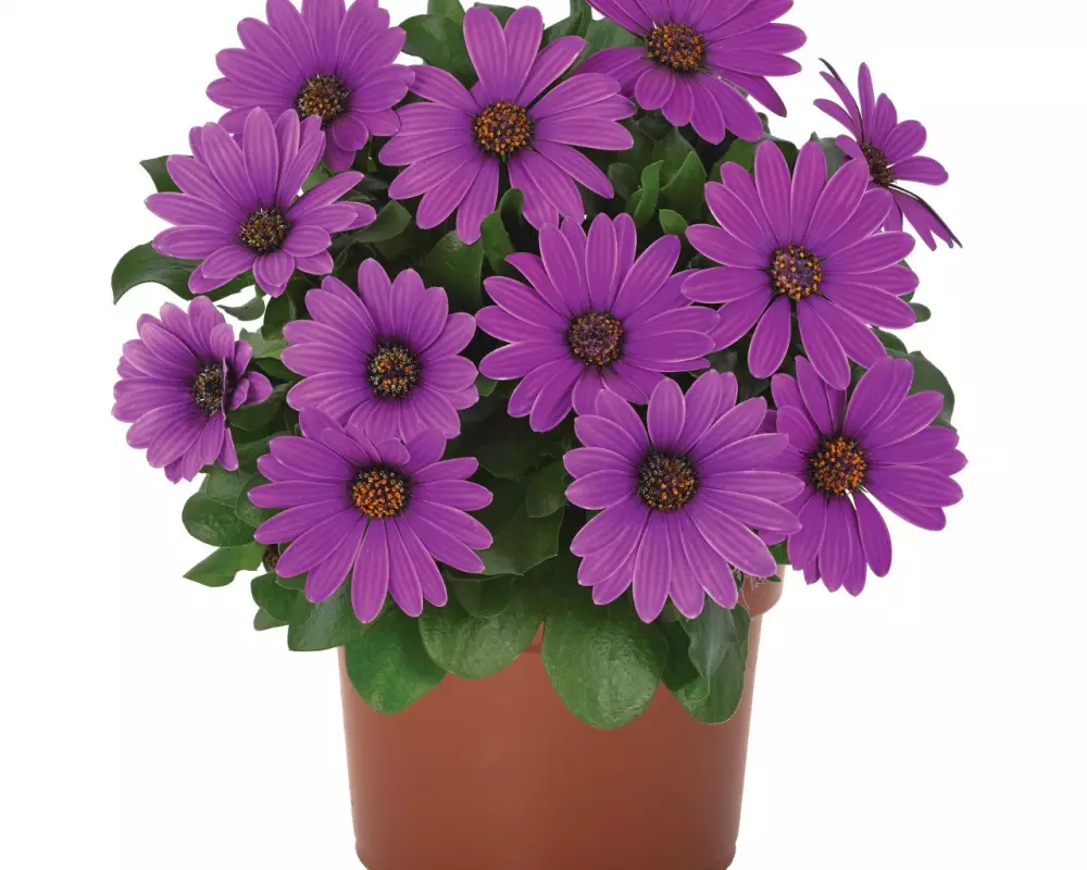 Остеоспермум Margarita Dark Lilac (100 шт.)