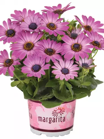 Остеоспермум Margarita Dark Pink (100 шт.)