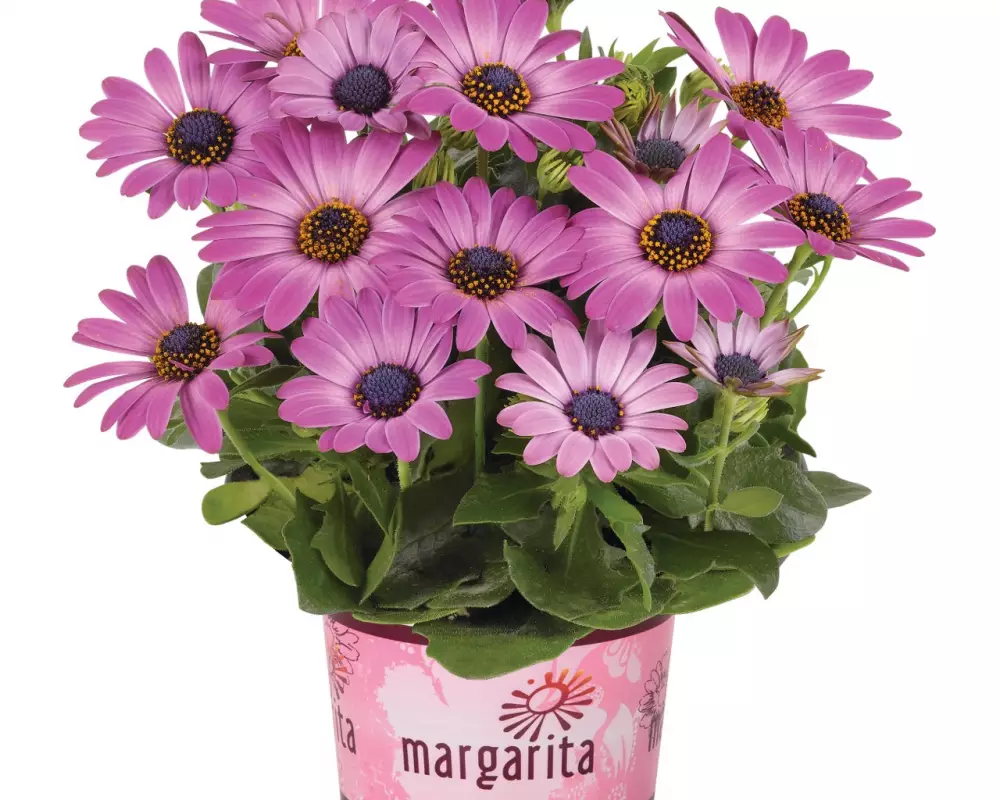 Остеоспермум Margarita Dark Pink (100 шт.)