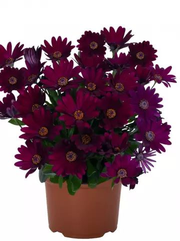 Остеоспермум Margarita Dark Purple (100 шт.)