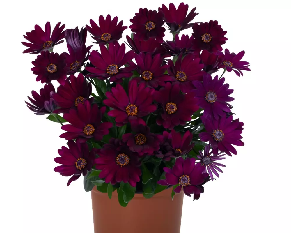 Остеоспермум Margarita Dark Purple (100 шт.)