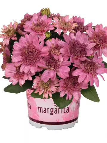 Остеоспермум Margarita Double Pink (100 шт.)