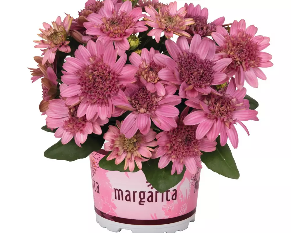 Остеоспермум Margarita Double Pink (100 шт.)