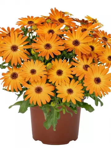 Остеоспермум Margarita Early Orange (100 шт.)