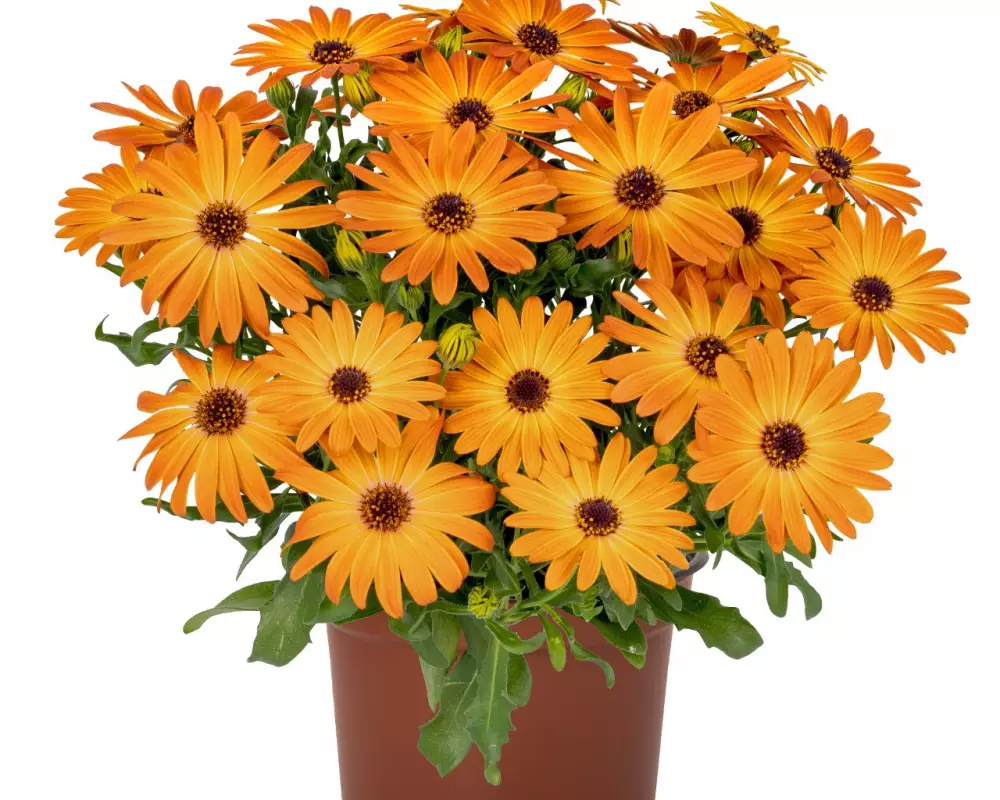 Остеоспермум Margarita Early Orange (100 шт.)