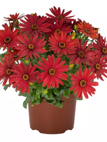 Остеоспермум Margarita Early Red (100 шт.)