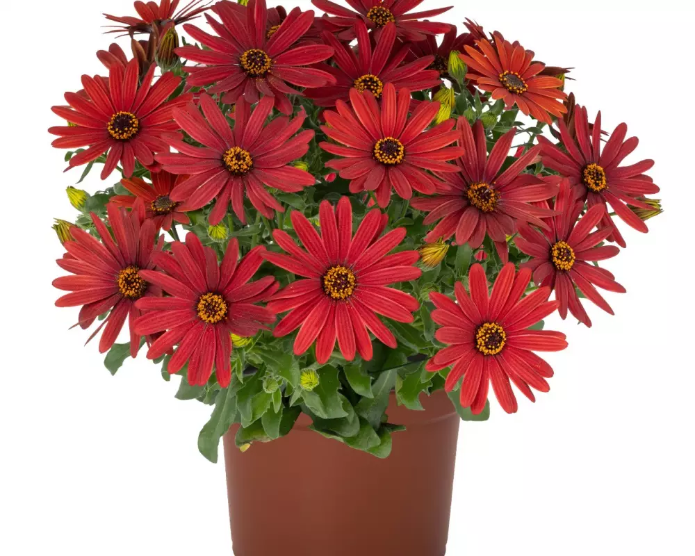Остеоспермум Margarita Early Red (100 шт.)