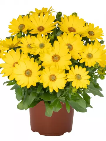 Остеоспермум Margarita Golden Yellow 2027 (100 шт.)