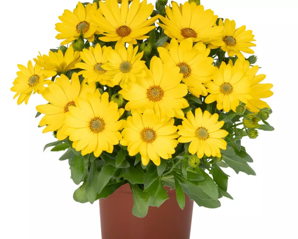 Остеоспермум Margarita Golden Yellow 2027 (100 шт.)