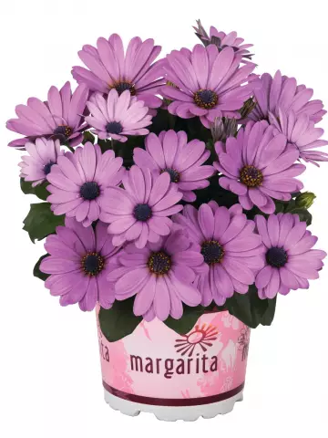 Остеоспермум Margarita Lilac (100 шт.)
