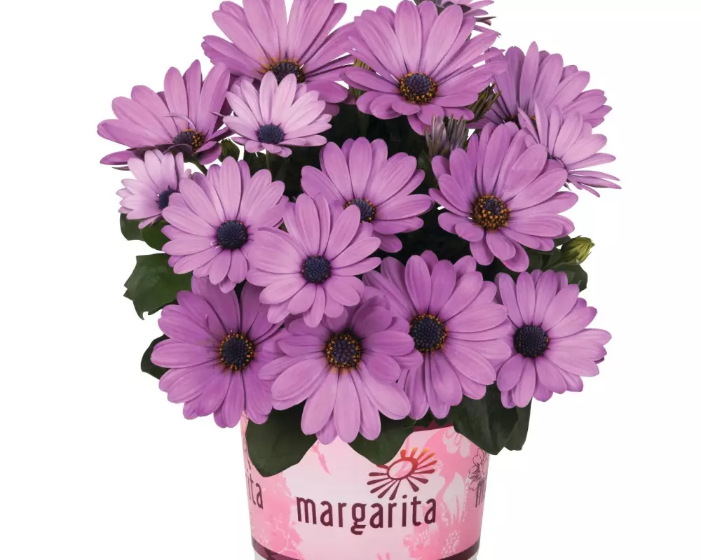 Остеоспермум Margarita Lilac (100 шт.)