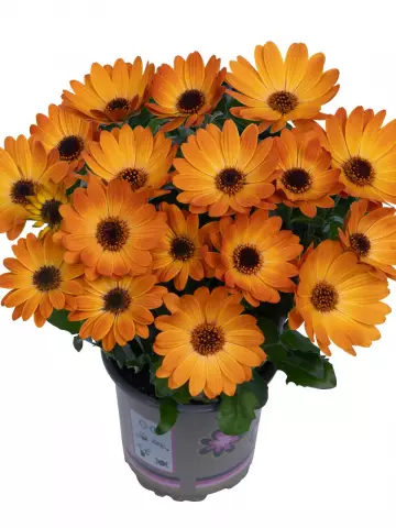 Остеоспермум Margarita Orange Flare (100 шт.)