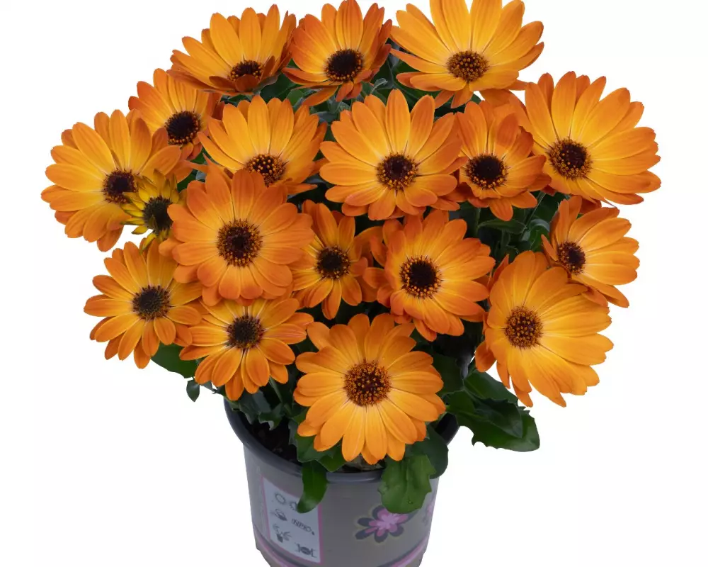 Остеоспермум Margarita Orange Flare (100 шт.)
