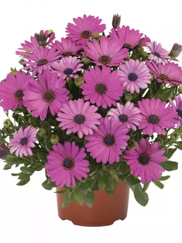 Остеоспермум Margarita Plus Lilac (100 шт.)