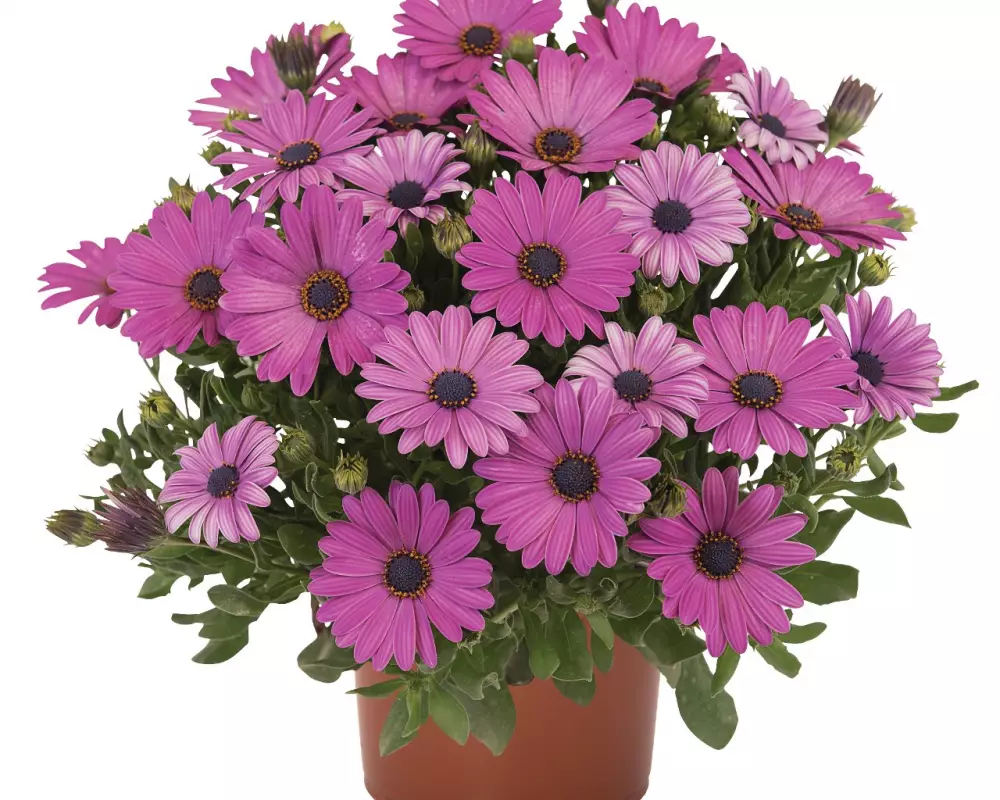 Остеоспермум Margarita Plus Lilac (100 шт.)