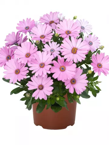 Остеоспермум Margarita Plus Pink (100 шт.)