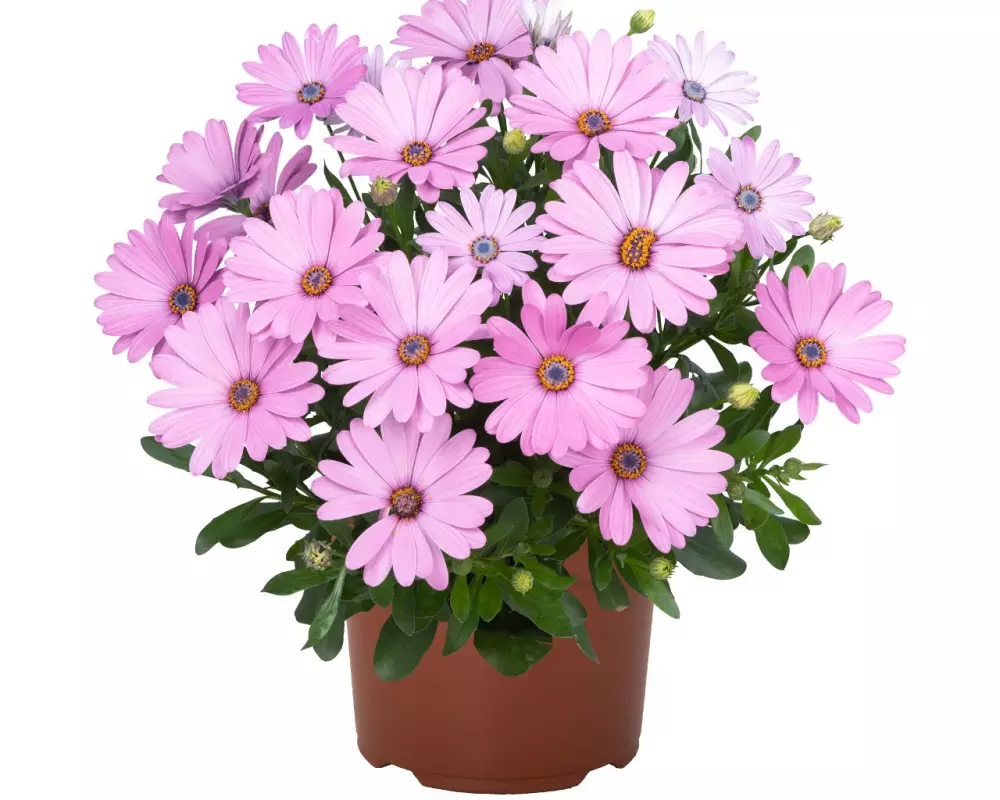Остеоспермум Margarita Plus Pink (100 шт.)