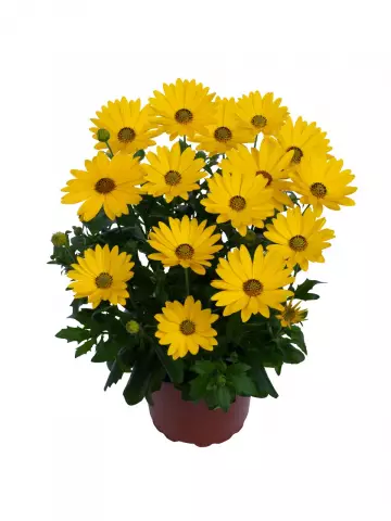 Остеоспермум Margarita Plus Yellow (100 шт.)