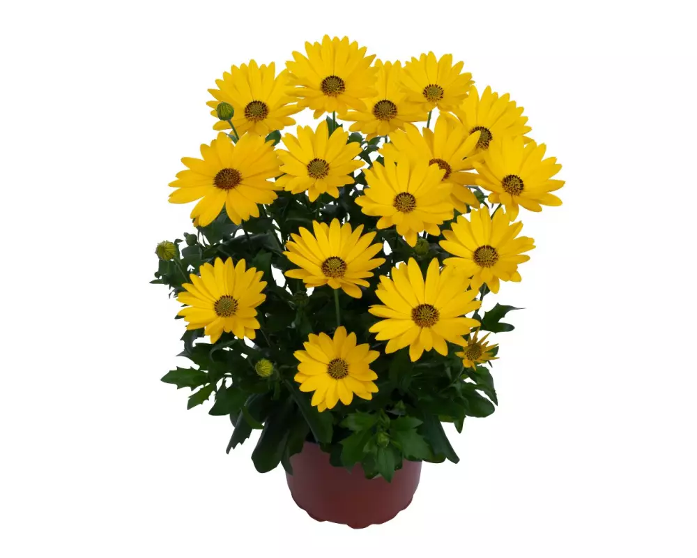 Остеоспермум Margarita Plus Yellow (100 шт.)