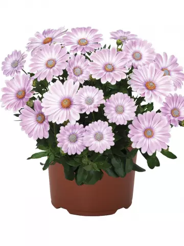 Остеоспермум Margarita Plus Zebra Pink (100 шт.)