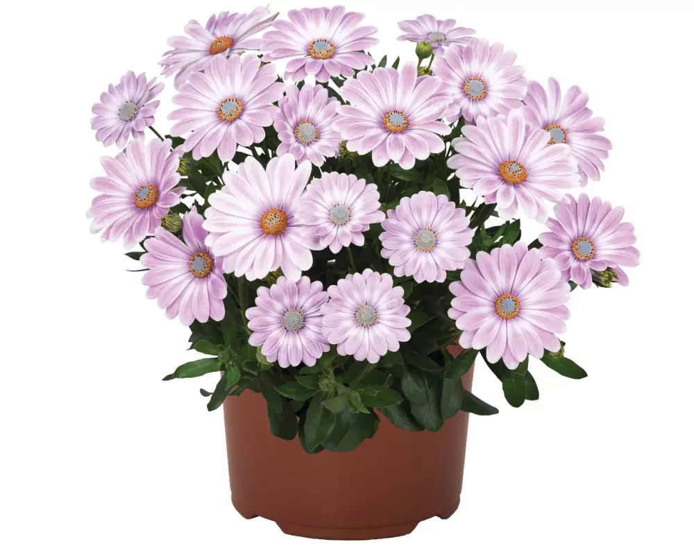 Остеоспермум Margarita Plus Zebra Pink (100 шт.)