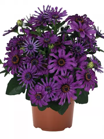 Остеоспермум Margarita Purple Spoon (100 шт.)