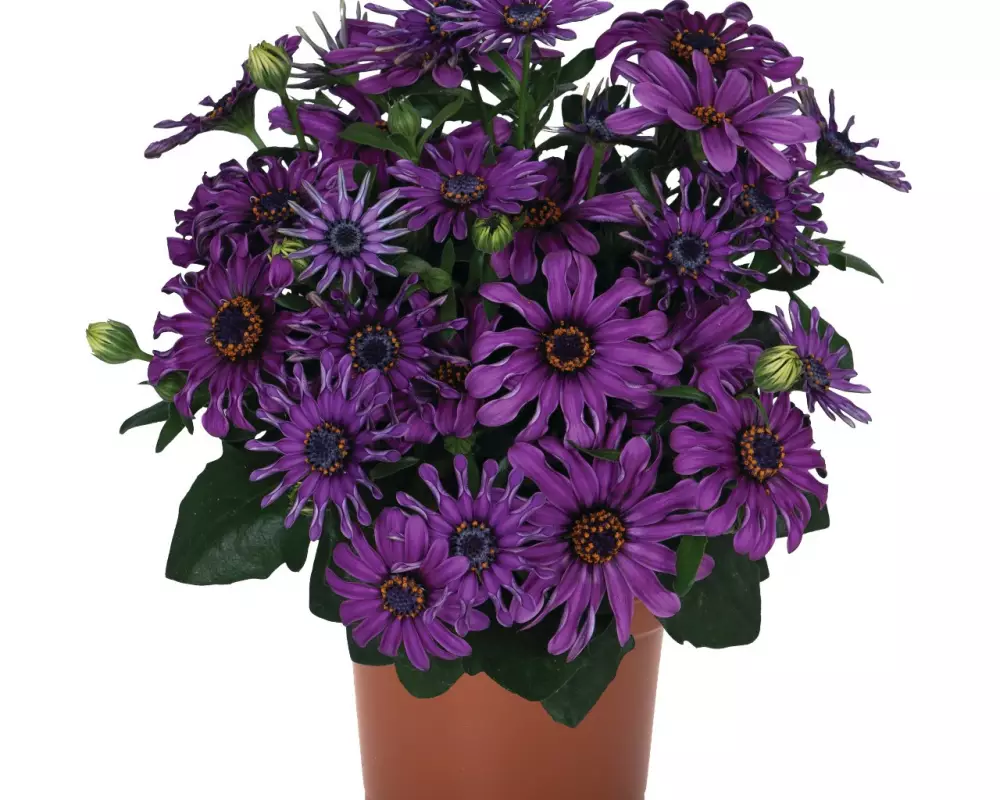 Остеоспермум Margarita Purple Spoon (100 шт.)