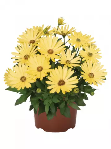 Остеоспермум Margarita Yellow (100 шт.)