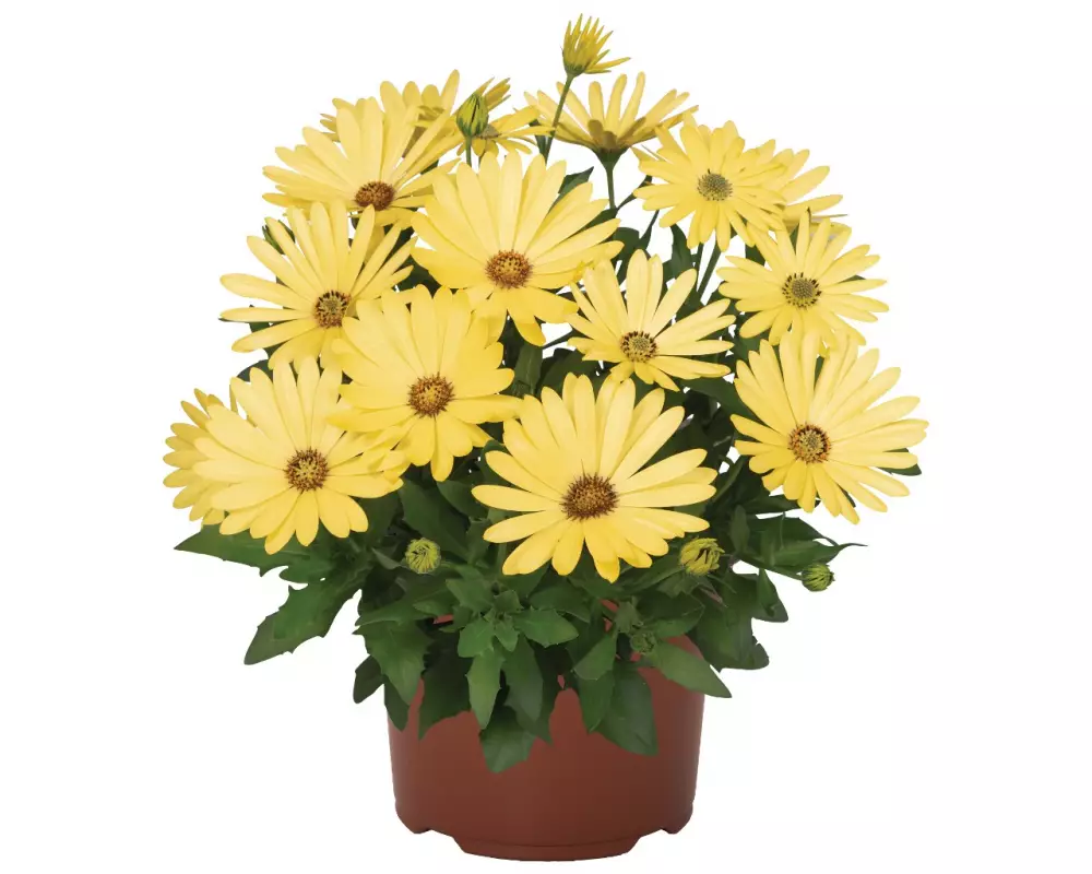Остеоспермум Margarita Yellow (100 шт.)