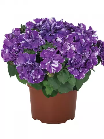 Петуния Origami Lavender Touch (100 шт.)