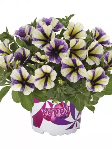 Петуния Peppy® Blueberry Muffin (100 шт.)