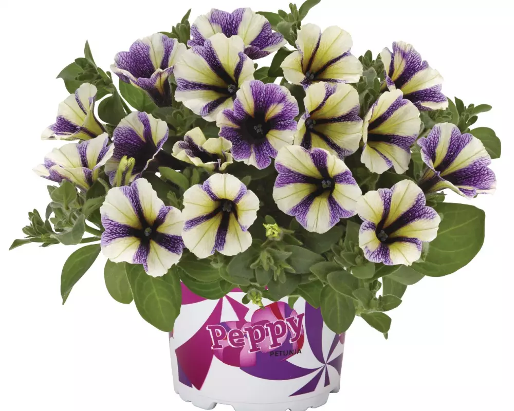 Петуния Peppy® Blueberry Muffin (100 шт.)