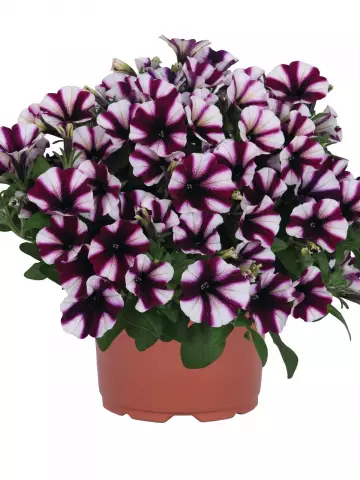 Петуния Peppy® Purple 2027 (Intrinsa) (100 шт.)