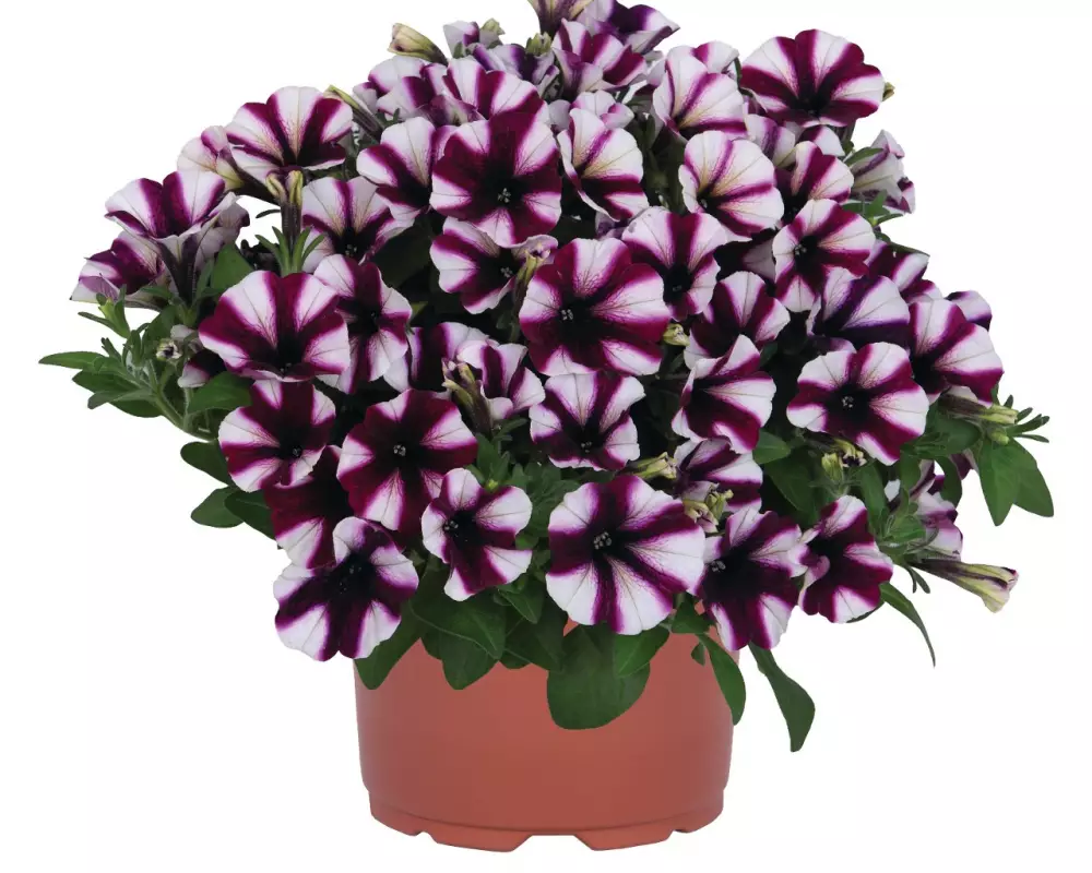 Петуния Peppy® Purple 2027 (Intrinsa) (100 шт.)
