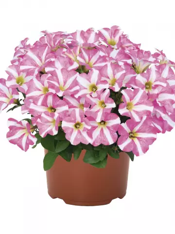 Петуния Peppy® Rose (Intrinsa) (100 шт.)