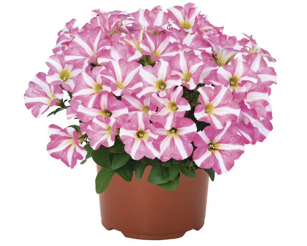 Петуния Peppy® Rose (Intrinsa) (100 шт.)
