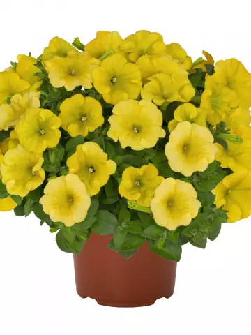 Петуния Potunia® Canary Yellow (Intrinsa) (100 шт.)