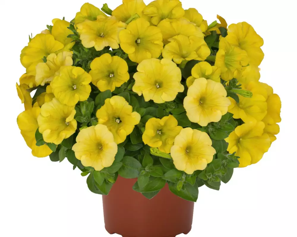 Петуния Potunia® Canary Yellow (Intrinsa) (100 шт.)