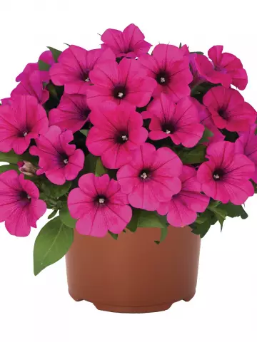 Петуния Potunia® Neon (100 шт.)