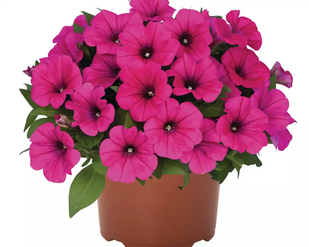 Петуния Potunia® Neon (100 шт.)