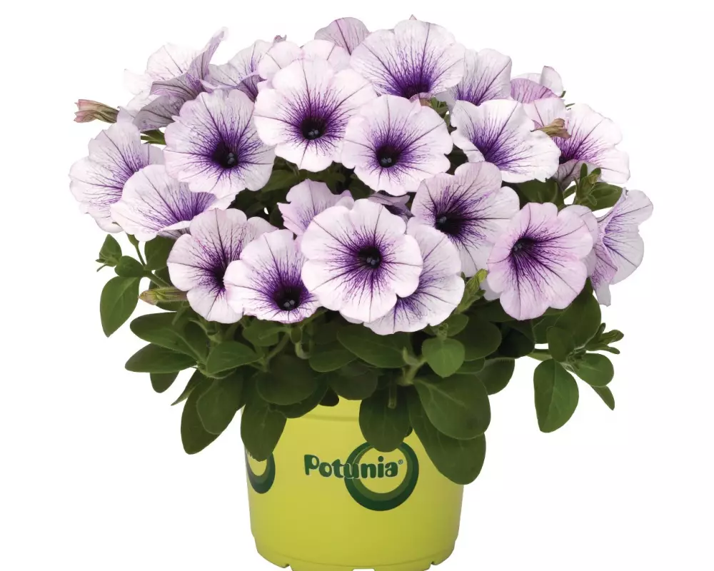 Петуния Potunia® Piccola Blue Ice (100 шт.)