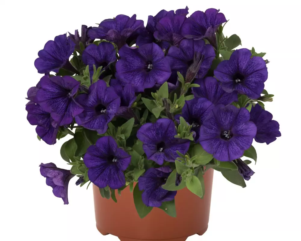 Петуния Potunia® Piccola Cobalt Blue (100 шт.)