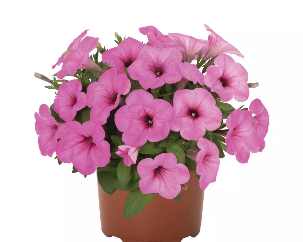 Петуния Potunia® Pinkalicious (100 шт.)