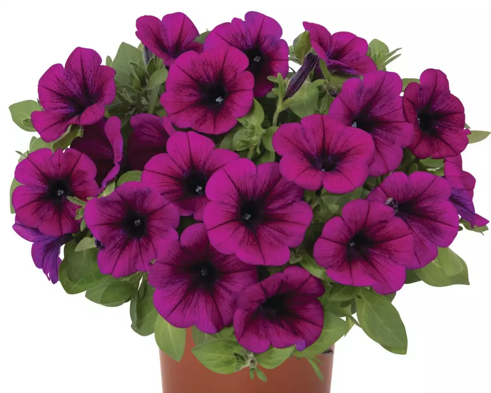 Петуния Potunia® Purple 2027 (100 шт.)