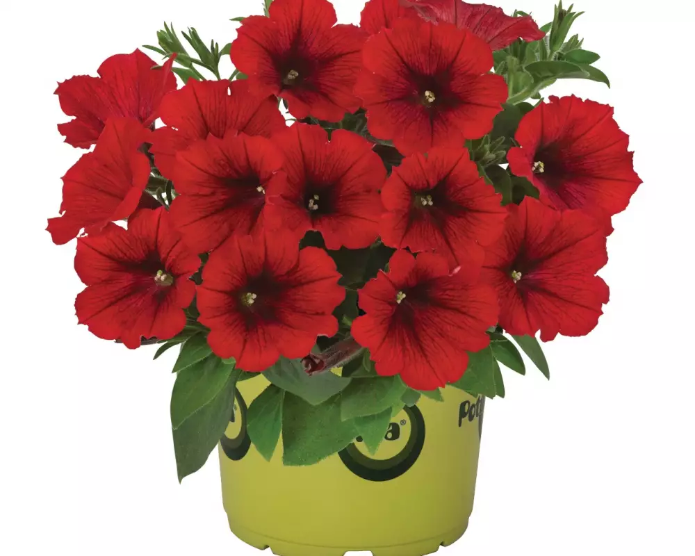 Петуния Potunia® Red (100 шт.)